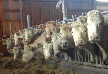 Kjøttfe står for en stadig større del av norsk kjøttproduksjon. (Foto: Jon Schärer) Kjøttfe står for en stadig større del av norsk kjøttproduksjon. (Foto: Jon Schärer)