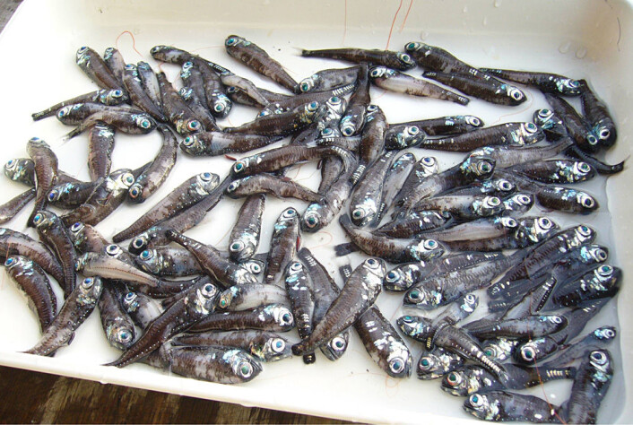 Lysprikkfisk. Den kommer i flere typer og den store varianten kan bli rundt 15 centimeter. (Foto: Stein Kaartvedt) Lysprikkfisk. Den kommer i flere typer og den store varianten kan bli rundt 15 centimeter. (Foto: Stein Kaartvedt)