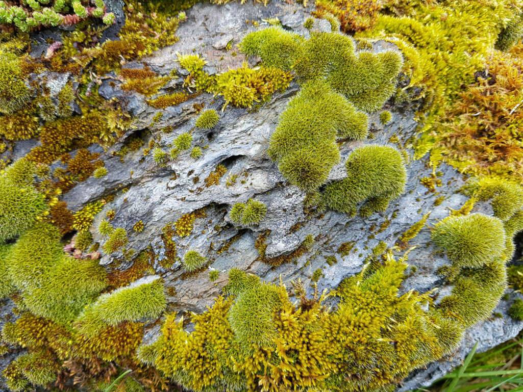En ekte mos(e)aikk ute i det fri. Mosene dekker et fantastisk spekter av grønnfarger, med innslag av bruntoner og gråskjær. De danner vakre mosevegger på berg helt på egenhånd og du skal ikke bruke lang tid på en slik mosevegg før du innser at mosegrønn er mye mer enn bare en nyanse. En ekte mos(e)aikk ute i det fri. Mosene dekker et fantastisk spekter av grønnfarger, med innslag av bruntoner og gråskjær. De danner vakre mosevegger på berg helt på egenhånd og du skal ikke bruke lang tid på en slik mosevegg før du innser at mosegrønn er mye mer enn bare en nyanse.