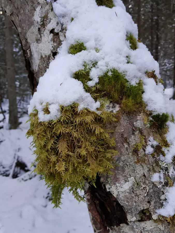 Etasjemose Hylocomium splendens er en veldig vanlig moseart som finnes i hele Norge. Den vokser stort sett på skogbunnen og kan henge som tjukke matter over stein og kanten av bergvegger. Her har den tatt bolig på en bjørkestamme.