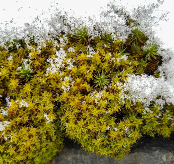 Putehårstjerne Syntrichia ruralis er kanskje en av de vakreste mosene vi har, men kun på fuktigere dager når den er i full «blomst». Den tørker nemlig inn når det blir for tørt vær, og er da litt vanskelig å få øye på. Å tåle uttørking er en god egenskap å ha, særlig fordi den vokser på stein og berg, noe som gjør den utsatt for skiftende fuktighet. Siden denne mosen trives på harde underlag, danner den ekte «mosevegger» i urbane strøk. Putehårstjerne Syntrichia ruralis er kanskje en av de vakreste mosene vi har, men kun på fuktigere dager når den er i full «blomst». Den tørker nemlig inn når det blir for tørt vær, og er da litt vanskelig å få øye på. Å tåle uttørking er en god egenskap å ha, særlig fordi den vokser på stein og berg, noe som gjør den utsatt for skiftende fuktighet. Siden denne mosen trives på harde underlag, danner den ekte «mosevegger» i urbane strøk.