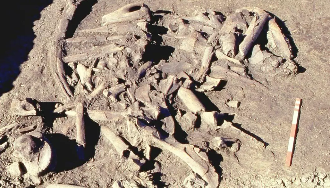 11 000 år gamle elgknokler omgitt av mystikk