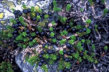 I Norge er krekling vanlig på lyngmark i lavlandet. (Foto: John Birks) I Norge er krekling vanlig på lyngmark i lavlandet. (Foto: John Birks)