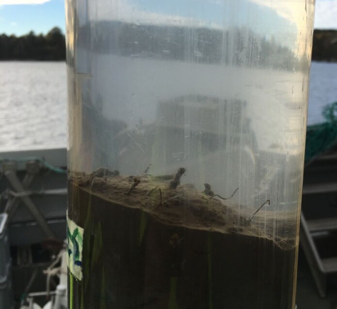 En kjerneprøve av sjøbunnen viser forurensing over tid, i lagene av sedimenter. En kjerneprøve av sjøbunnen viser forurensing over tid, i lagene av sedimenter.