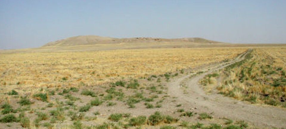 "Den sentrale jordhaugen i Tell Brak er resultatet av 4000 år med bosetning. (Foto: Jason A. Ur)."