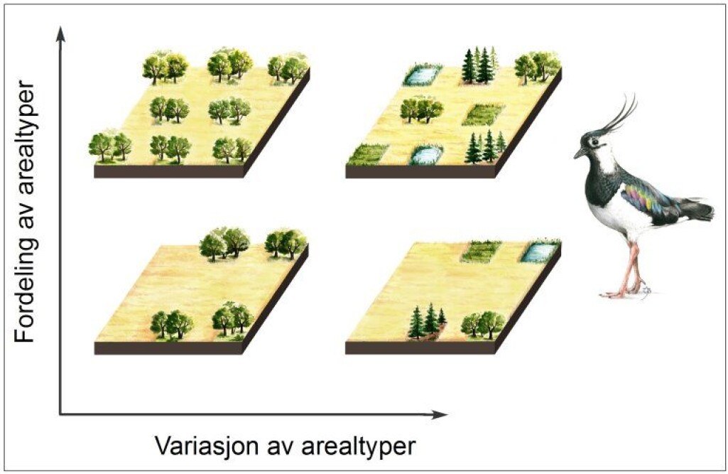 Forenklet figur som viser sammenhengen mellom fordeling av arealtyper og variasjon i antall arealtyper. Det optimale landskapet for kulturlandskapets fuglearter befinner seg øverst til høyre i diagrammet med høy diversitet og romlig heterogenitet. Landskapsutforminger som befinner seg nederst og til venstre i diagrammet bør unngås dersom hensynet til biologisk mangfold skal ivaretas. Forenklet figur som viser sammenhengen mellom fordeling av arealtyper og variasjon i antall arealtyper. Det optimale landskapet for kulturlandskapets fuglearter befinner seg øverst til høyre i diagrammet med høy diversitet og romlig heterogenitet. Landskapsutforminger som befinner seg nederst og til venstre i diagrammet bør unngås dersom hensynet til biologisk mangfold skal ivaretas.