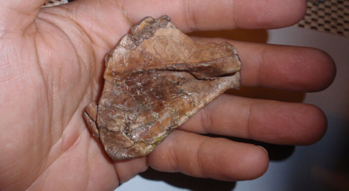 Denne vesle knokkelen forteller at Australopithecus afarensis ikke bare gikk på bakken, men også klatret i trærne. Skulderblad fra en tre år gammel hunn, kalt Selam, som levde for 3,3 millioner år siden. (Foto: David J. Green) Denne vesle knokkelen forteller at Australopithecus afarensis ikke bare gikk på bakken, men også klatret i trærne. Skulderblad fra en tre år gammel hunn, kalt Selam, som levde for 3,3 millioner år siden. (Foto: David J. Green)
