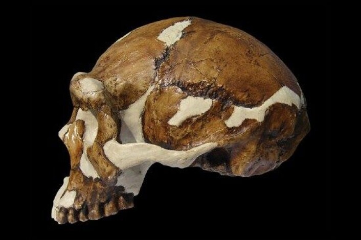 Pekingmennesket, her representert ved ein fossil skalle, kan ha vore meir avansert enn forskarane har trudd til no. (Foto: Russell L. Ciochon, University of Iowa) Pekingmennesket, her representert ved ein fossil skalle, kan ha vore meir avansert enn forskarane har trudd til no. (Foto: Russell L. Ciochon, University of Iowa)