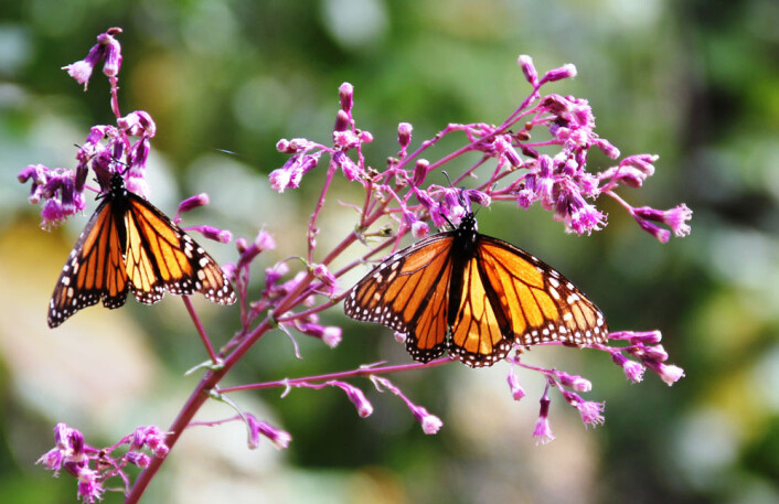 Foto: Jessica Linton, University of Guelph) Foto: Jessica Linton, University of Guelph)