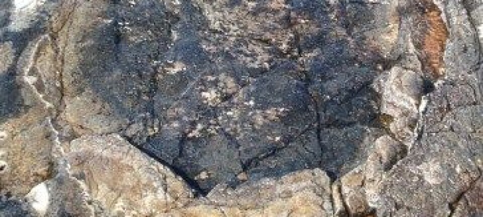 De svarte feltene i flintsteinen inneholder 1,9 millarder år gamle fossiler. David Wacey