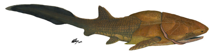 Slik kan Entelognathus primordialis ha sett ut, en 419 millioner år gammel panserhai, som kan tvinge oss til å skrive om historien til kjeven vår. (Foto: (Illustrasjon: Brian Choo)) Slik kan Entelognathus primordialis ha sett ut, en 419 millioner år gammel panserhai, som kan tvinge oss til å skrive om historien til kjeven vår. (Foto: (Illustrasjon: Brian Choo))