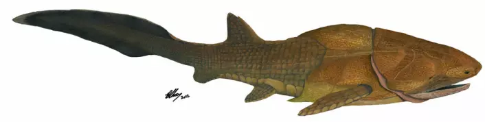 Slik kan Entelognathus primordialis ha sett ut, en 419 millioner år gammel panserhai, som kan tvinge oss til å skrive om historien til kjeven vår. (Foto: (Illustrasjon: Brian Choo))