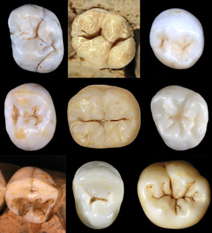 Jeksler fra moderne mennesker, neandertalere og arter som kan ha vært vårt felles opphav. (Foto: Aida Gómez-Robles) Jeksler fra moderne mennesker, neandertalere og arter som kan ha vært vårt felles opphav. (Foto: Aida Gómez-Robles)