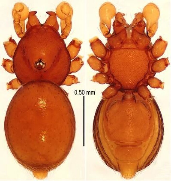 Tetrablemma ziyaoensis er en av de nye artene. Legg merke til pansringen på undersiden på bildet til høyre. Den har fått navnet ziyaoensis etter området der den ble funnet. (Foto: Lin Y, Li S (2014) New cave-dwelling armored spiders (Araneae, Tetrablemmidae) from Southwest China) Tetrablemma ziyaoensis er en av de nye artene. Legg merke til pansringen på undersiden på bildet til høyre. Den har fått navnet ziyaoensis etter området der den ble funnet. (Foto: Lin Y, Li S (2014) New cave-dwelling armored spiders (Araneae, Tetrablemmidae) from Southwest China)