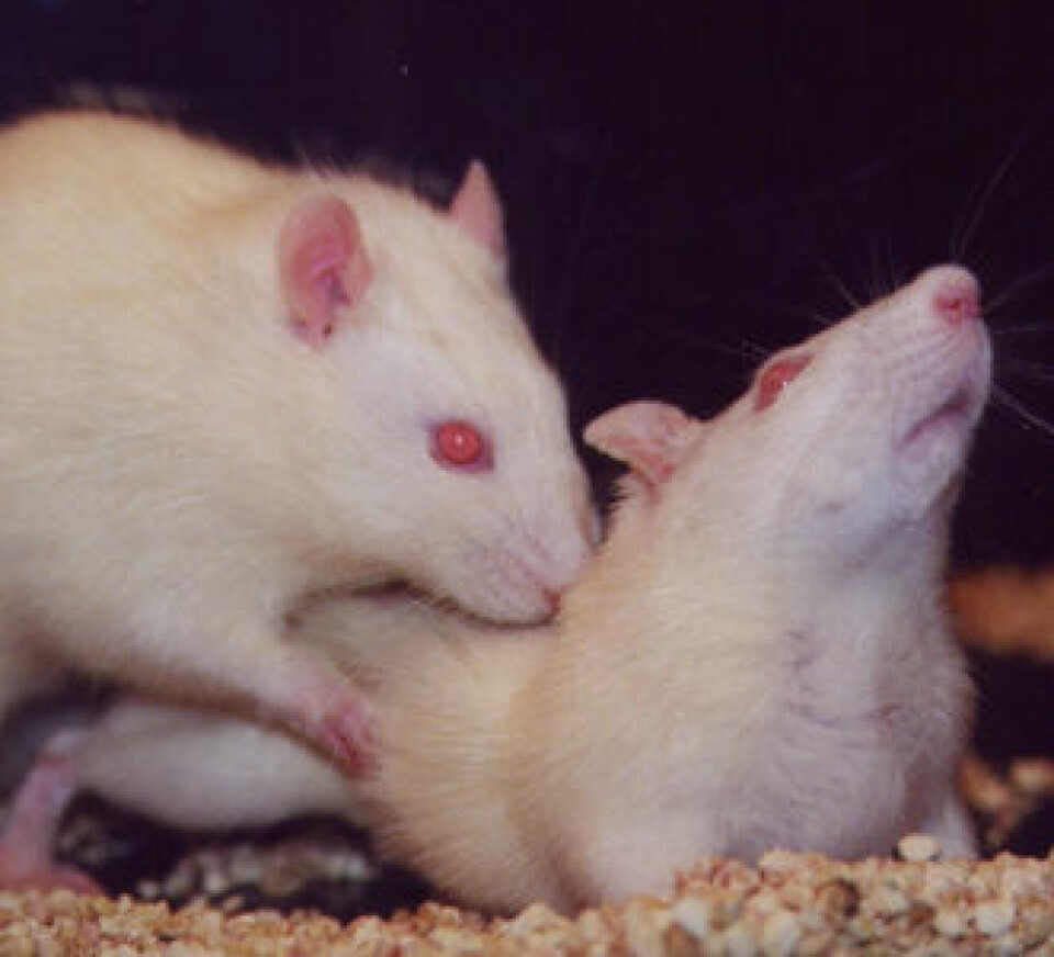 'Når nyfødte rotter ble stresset hemmet det nydanning av nerveceller i hippocampus. Det førte til overømfintlighet for stress i voksen alder. Her har et par hvite laboratorierotter en god dag. '