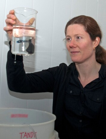 Elisabeth Halvorsen overvåker eggproduksjonen til kvalåte hun tok med seg hjem fra tokt. (Foto: Rudi Caeyers) Elisabeth Halvorsen overvåker eggproduksjonen til kvalåte hun tok med seg hjem fra tokt. (Foto: Rudi Caeyers)