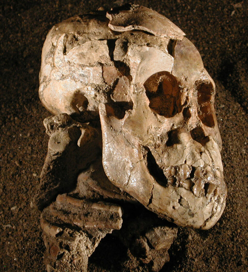 Fossilet av Selam med høyre skulderblad synlig under kraniet. (Foto: Zeray Alemseged/Dikika Research Project)
