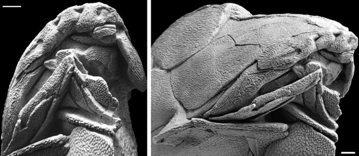 Fossilet er veldig godt bevart, og ble funnet i Kina. (Foto: (Illustrasjon: Brian Choo)) Fossilet er veldig godt bevart, og ble funnet i Kina. (Foto: (Illustrasjon: Brian Choo))