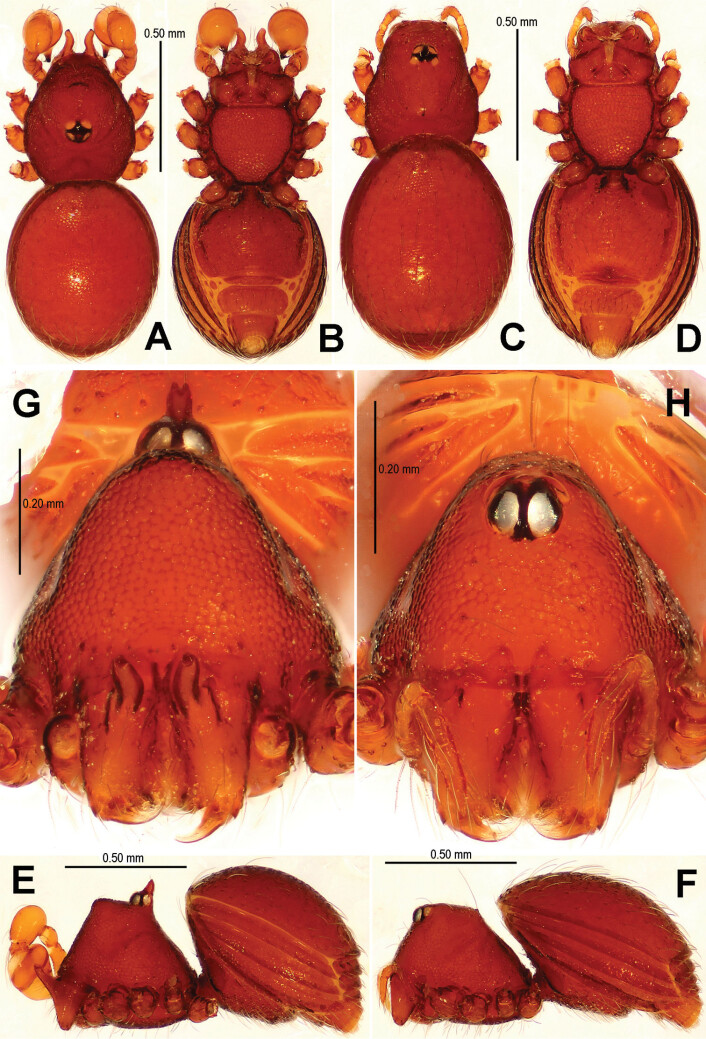 Dette er den nyoppdagede Tetrablemma menglaensis. Til venstre ser du en hunn, til høyre en hann. (Foto: Lin Y, Li S (2014) New cave-dwelling armored spiders (Araneae, Tetrablemmidae) from Southwest China) Dette er den nyoppdagede Tetrablemma menglaensis. Til venstre ser du en hunn, til høyre en hann. (Foto: Lin Y, Li S (2014) New cave-dwelling armored spiders (Araneae, Tetrablemmidae) from Southwest China)