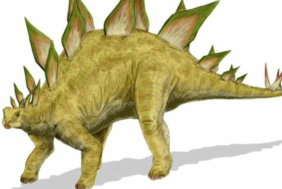 Stegosaurusens rumpehjerne skulle ifølge teorien styre dyrets bakdel. (Foto: (Illustrasjon: Arthur Weasly))