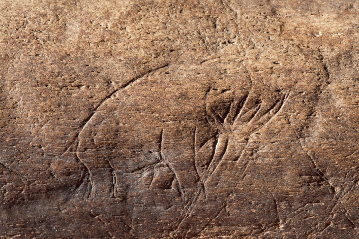Nærbilde av innrisset mammut eller mastadont på fossilt bein funnet i Vero Beach i den amerikanske delstaten Florida. Dette er det eldste kjente eksempelet på steinalderkunst av denne typen fra Amerika. (Foto: Chip Clark/Smithsonian) Nærbilde av innrisset mammut eller mastadont på fossilt bein funnet i Vero Beach i den amerikanske delstaten Florida. Dette er det eldste kjente eksempelet på steinalderkunst av denne typen fra Amerika. (Foto: Chip Clark/Smithsonian)