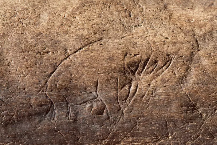 Nærbilde av innrisset mammut eller mastadont funnet i Florida. Dette er det eldste kjente eksempelet på steinalderkunst av denne typen fra Amerika. (Foto: Chip Clark/Smithsonian) (Foto: Chip Clark/Smithsonian)