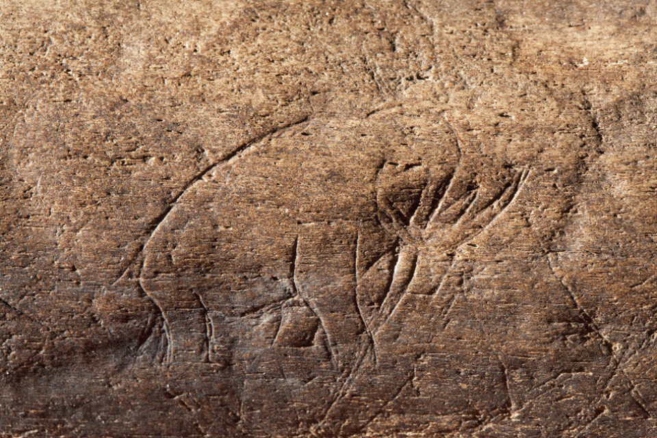 Nærbilde av innrisset mammut eller mastadont på fossilt bein funnet i Vero Beach i den amerikanske delstaten Florida. Dette er det eldste kjente eksempelet på steinalderkunst av denne typen fra Amerika. (Foto: Chip Clark/Smithsonian)