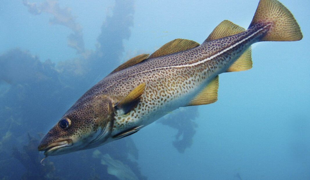 Now it is time for cod to spawn. Now it is time for cod to spawn.