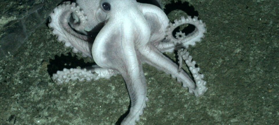 Uidentifisert blek blekksprut fotografert med kameraet til den ubemannede miniubåten Isis ved den svarte skorsteinen på East Scotia Ridge. Oxford University