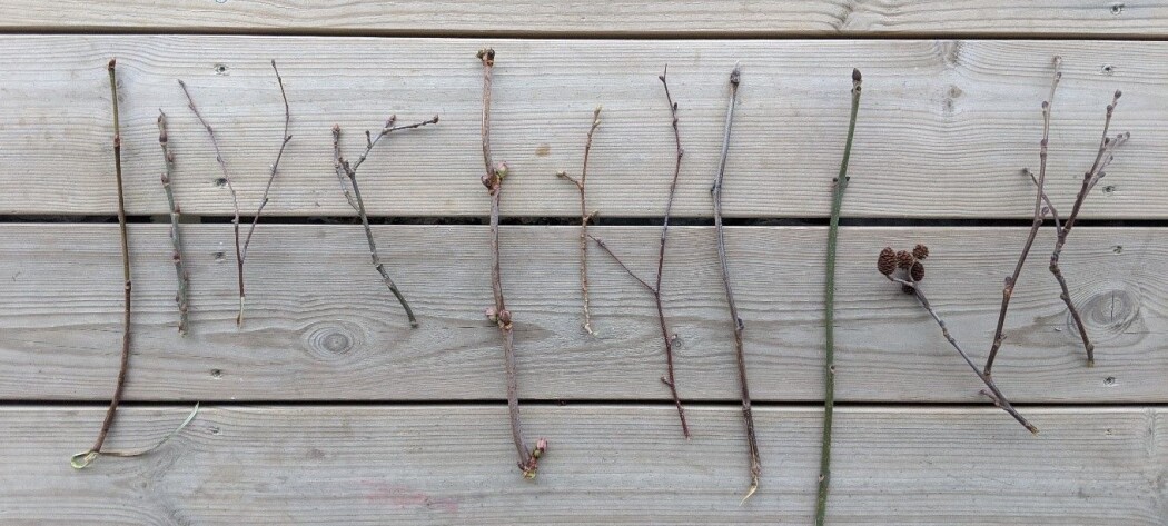 Ei lita «perlerekke» av norske lauvtreslag, plukka i mars i indre Sogn. Kor mange av dei kjenner du att, og kva for ein av kvistane er plukka frå dagens tre: rogn? Du finn fasit lengst ned på sida! Foto: Kyrre Groven Ei lita «perlerekke» av norske lauvtreslag, plukka i mars i indre Sogn. Kor mange av dei kjenner du att, og kva for ein av kvistane er plukka frå dagens tre: rogn? Du finn fasit lengst ned på sida! Foto: Kyrre Groven