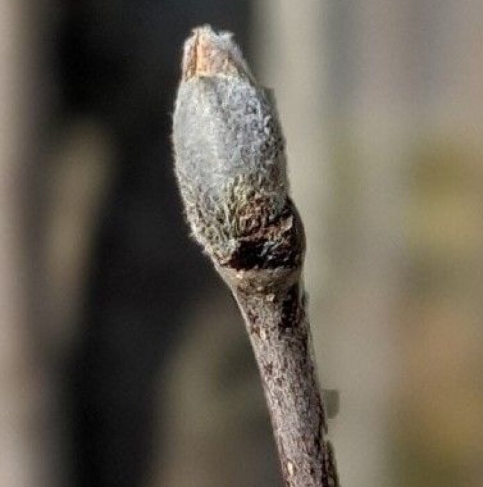 Ein rogneknopp, klar til å sprette når varmen kjem. Knoppane er store, blanke og mørkt brunfiolette, med fine, sølvfarga hår som gjev dei ein lys gråfarge. Foto: Inger Auestad Ein rogneknopp, klar til å sprette når varmen kjem. Knoppane er store, blanke og mørkt brunfiolette, med fine, sølvfarga hår som gjev dei ein lys gråfarge. Foto: Inger Auestad