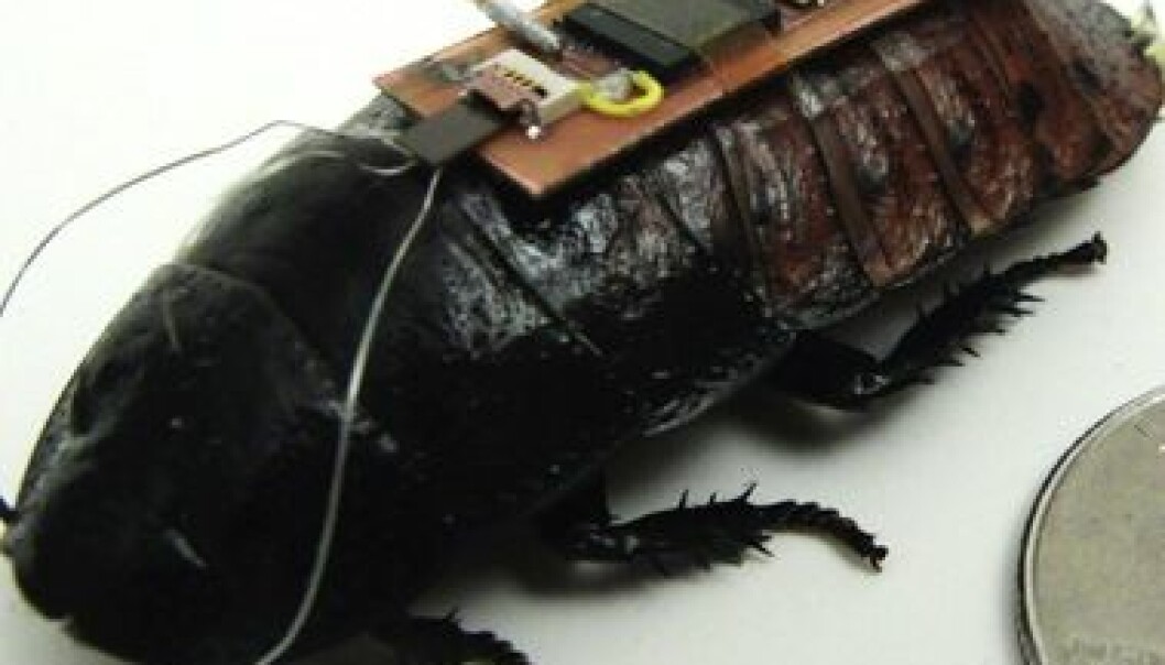 Cyborg-kakerlakk er fremtidens redningsarbeider