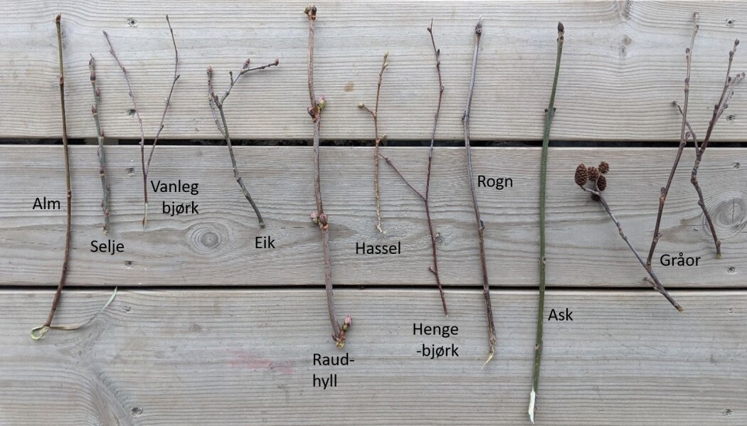 Ni vanlege, norske lauvtreslag. I tillegg veks også bøk, spisslønn, lind, svartor, osp, hegg og svarthyll vilt i Noreg. Foto: Kyrre Groven. Ni vanlege, norske lauvtreslag. I tillegg veks også bøk, spisslønn, lind, svartor, osp, hegg og svarthyll vilt i Noreg. Foto: Kyrre Groven.