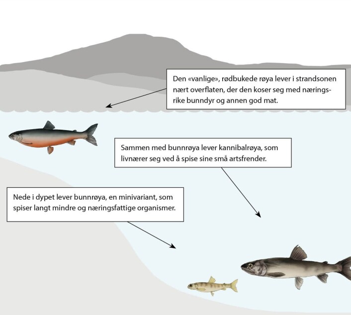 Flere forskjellige røyevarienter kan leve i samme innsjø. (Foto: (Illustrasjon: Sigrid Skoglund/Tove Midtun)) Flere forskjellige røyevarienter kan leve i samme innsjø. (Foto: (Illustrasjon: Sigrid Skoglund/Tove Midtun))