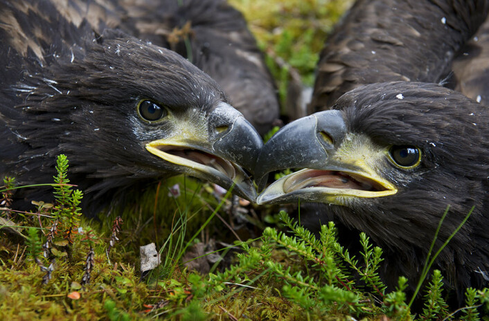 Havørna var nesten utryddet i Norge da den ble fredet i 1968. Siden den gang har bestanden økt kraftig og fredningen er en av Norges største naturvernssuksesser gjennom tidene. (Foto: Ingun A. Mæhlum) Havørna var nesten utryddet i Norge da den ble fredet i 1968. Siden den gang har bestanden økt kraftig og fredningen er en av Norges største naturvernssuksesser gjennom tidene. (Foto: Ingun A. Mæhlum)