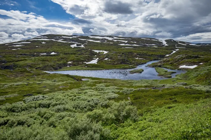 Det åpne landskapet som er typisk for Hardangervidda er formet av mennesker og dyr. Det åpne landskapet som er typisk for Hardangervidda er formet av mennesker og dyr.