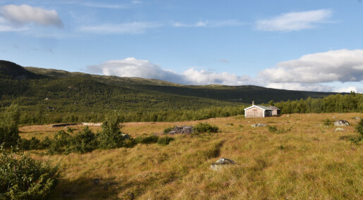 Husdyr og folk gjorde Hardangervidda til åpent landskap Husdyr og folk gjorde Hardangervidda til åpent landskap