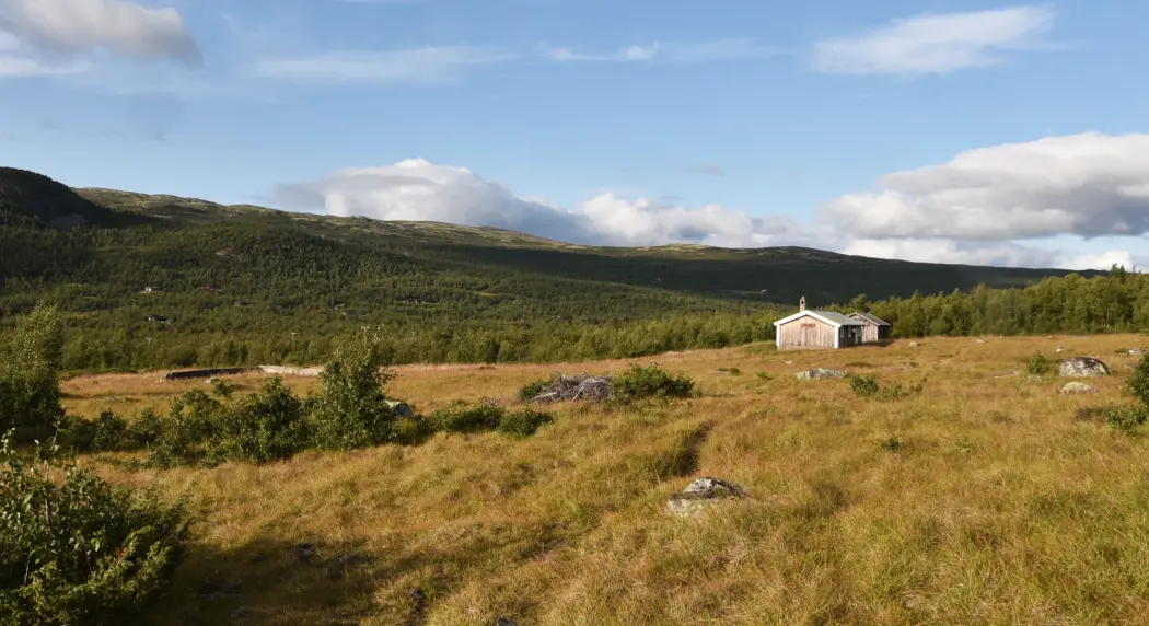 At husdyr beitet i fjellet og på setervollene gjør at landskapet forblir åpent, som her i Jønndalen, Nore og Uvdal. At husdyr beitet i fjellet og på setervollene gjør at landskapet forblir åpent, som her i Jønndalen, Nore og Uvdal.