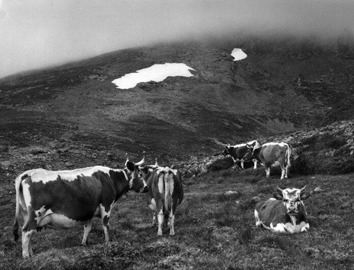 Det er ikke mange setre igjen på Hardangervidda, og det er sau som beiter der nå. Kuer er sjeldne å se. Det er ikke mange setre igjen på Hardangervidda, og det er sau som beiter der nå. Kuer er sjeldne å se.