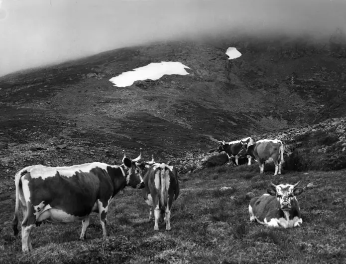 Det er ikke mange setre igjen på Hardangervidda, og det er sau som beiter der nå. Kuer er sjeldne å se. Det er ikke mange setre igjen på Hardangervidda, og det er sau som beiter der nå. Kuer er sjeldne å se.