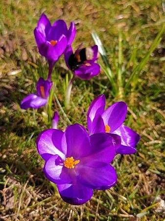 En av jordhumlene som besøker en krokus. En av jordhumlene som besøker en krokus.