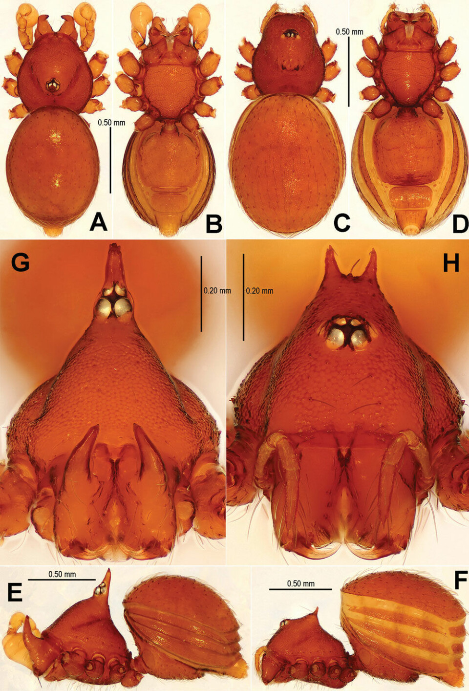 Sinamma oxycera er også nyoppdaget. Navnet har den fått etter det greske oxycerus, som betyr spisst horn. Til venstre en hann, til høyre en hunn. (Foto: Lin Y, Li S (2014) New cave-dwelling armored spiders (Araneae, Tetrablemmidae) from Southwest China)