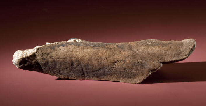 Det fossile beinet med innrissing er fra et stort dyr, kanskje en mammut. Det kan være 20 000 år gammelt. (Foto: Chip Clark/Smithsonian) Det fossile beinet med innrissing er fra et stort dyr, kanskje en mammut. Det kan være 20 000 år gammelt. (Foto: Chip Clark/Smithsonian)