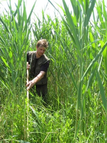 Bård G. Stokke leter etter gjøkereir i en takrørskog i Bulgaria. (Foto: Frode Fossøy) Bård G. Stokke leter etter gjøkereir i en takrørskog i Bulgaria. (Foto: Frode Fossøy)