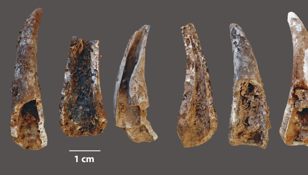 Dette er klørne fra vanlig taskekrabbe, som er knekt og fortært av neandertalere, sannsynligvis. Dette er klørne fra vanlig taskekrabbe, som er knekt og fortært av neandertalere, sannsynligvis.