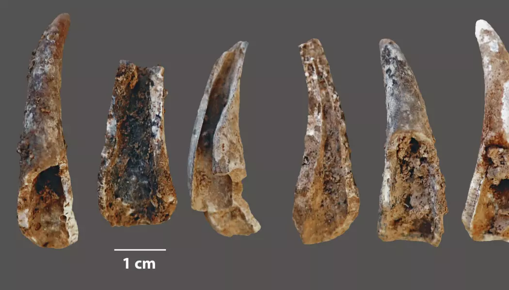 Dette er klørne fra vanlig taskekrabbe, som er knekt og fortært av neandertalere, sannsynligvis.