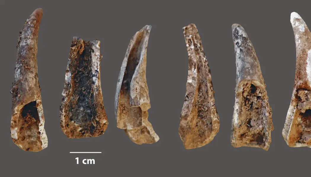 Dette er klørne fra vanlig taskekrabbe, som er knekt og fortært av neandertalere, sannsynligvis. Dette er klørne fra vanlig taskekrabbe, som er knekt og fortært av neandertalere, sannsynligvis.