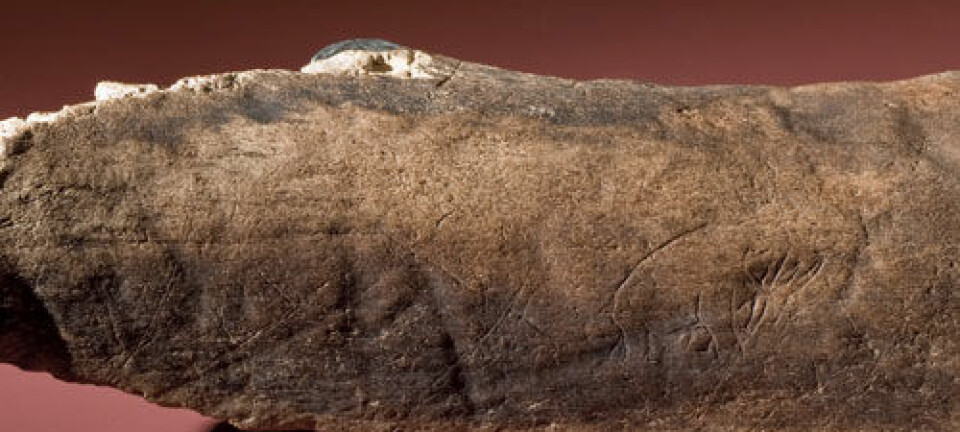 Dette fossile beinet med en utdødd mammut eller mastadont innrisset er det eldste kjente eksempelet på steinalderkunst av denne typen fra Amerika. (Foto: Chip Clark/Smithsonian) Foto: Chip Clark/Smithsonian
