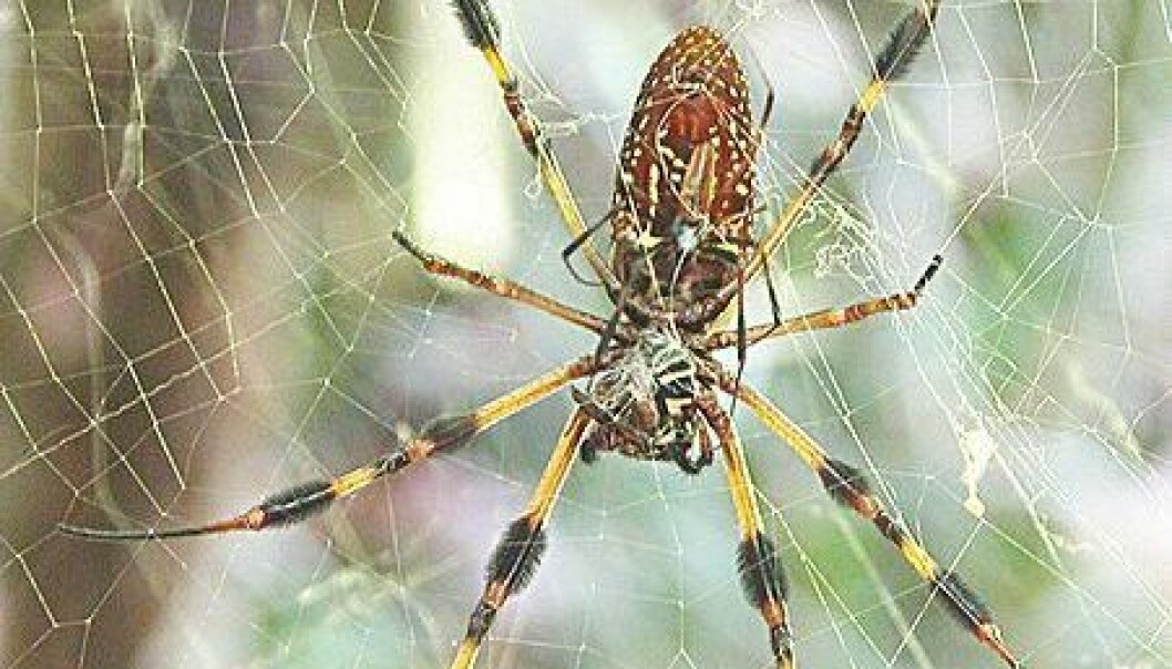 Edderkopp blir superkriger etter kastrasjon