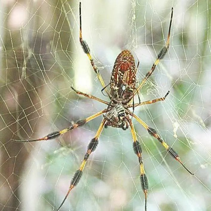 En del edderkopper kastreres under parringen. Det fører til at de blir superkrigere, viser ny forskning. Edderkoppen på bildet er i samme familie som den i eksperimentet. (Foto: C. Frank Starmer / Wikipedia)